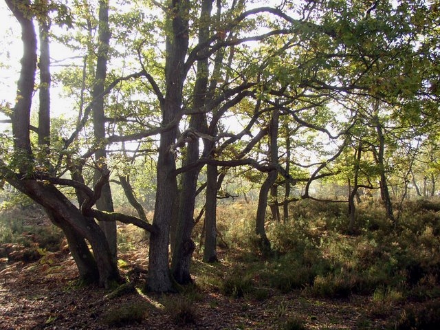 2007 10 Bois de Rochefort 19